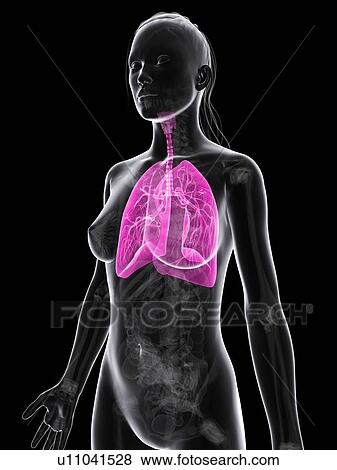 Stock Illustration - Healthy lungs, artwork. Fotosearch