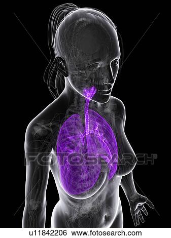 Healthy lungs, artwork View Large Illustration Stock Illustration - Healthy lungs, artwork. Fotosearch