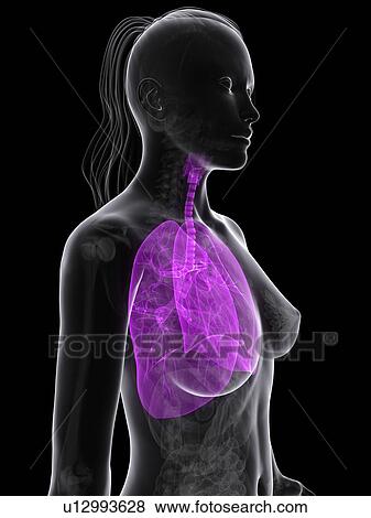 Healthy lungs, artwork View Large Illustration Stock Illustration - Healthy lungs, artwork. Fotosearch