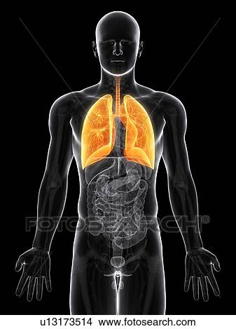 Healthy lungs, artwork View Large Illustration Stock Illustration - Healthy lungs, artwork. Fotosearch
