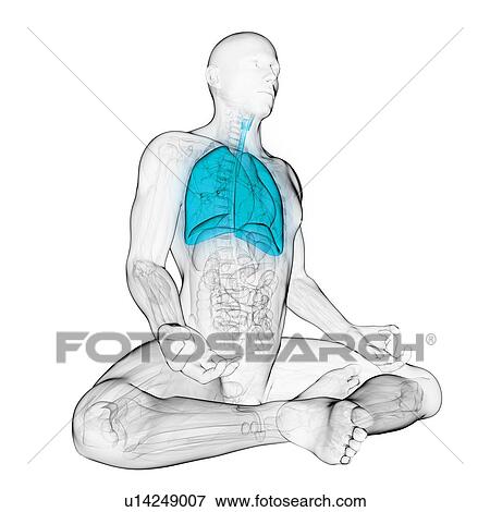 Healthy lungs, artwork View Large Illustration Stock Illustration - Healthy lungs, artwork. Fotosearch