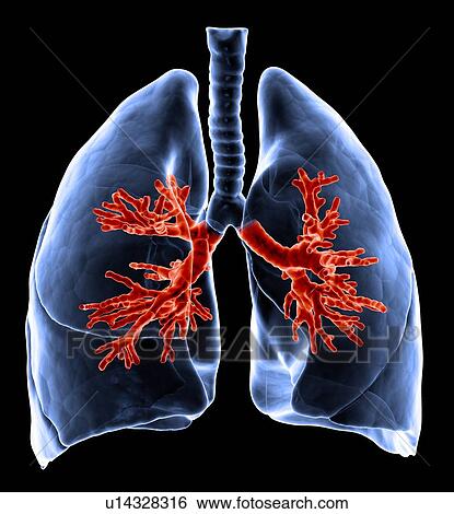 Stock Illustration - Healthy lungs, artwork. Fotosearch