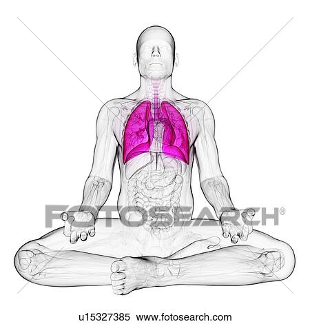 Stock Illustration - Healthy lungs, artwork. Fotosearch