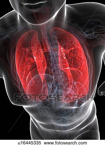 Healthy lungs, artwork View Large Illustration Stock Illustration - Healthy lungs, artwork. Fotosearch