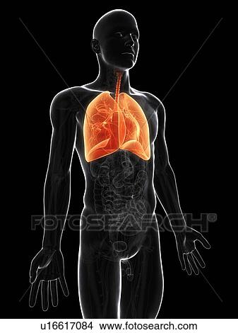 Healthy lungs, artwork View Large Illustration Stock Illustration - Healthy lungs, artwork. Fotosearch