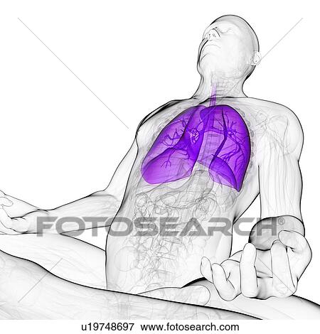 Healthy lungs, artwork View Large Illustration Stock Illustration - Healthy lungs, artwork. Fotosearch