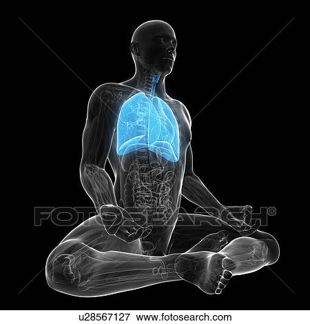 Stock Illustration - Healthy lungs, artwork. Fotosearch