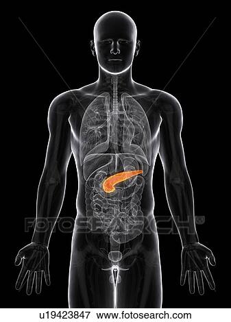 Healthy pancreas, artwork View Large Illustration Stock Illustration - Healthy pancreas, artwork. Fotosearch
