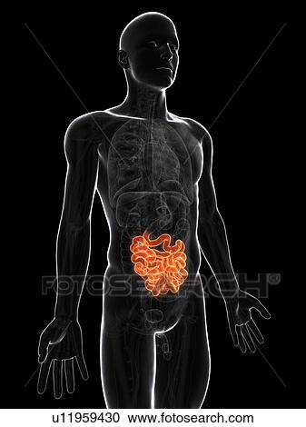 Clipart - Healthy small intestine, artwork. Fotosearch
