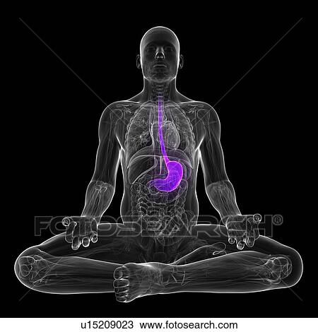 Healthy stomach, artwork View Large Illustration Drawing - Healthy stomach, artwork. Fotosearch