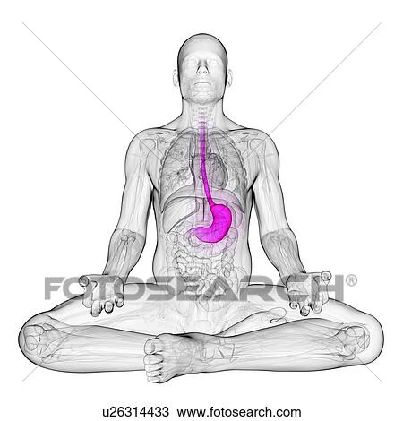 Drawing - Healthy stomach, artwork. Fotosearch