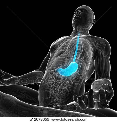 Healthy stomach, artwork View Large Illustration Stock Illustration - Healthy stomach, artwork. Fotosearch