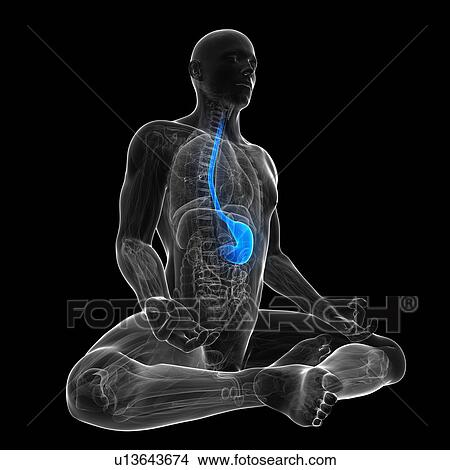Healthy stomach, artwork View Large Illustration Stock Illustration - Healthy stomach, artwork. Fotosearch