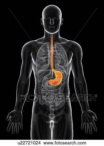 Healthy stomach, artwork View Large Illustration Stock Illustration - Healthy stomach, artwork. Fotosearch