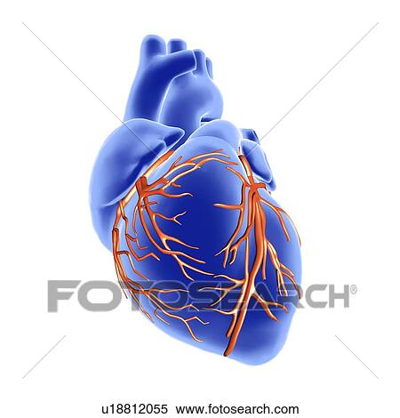 Stock Illustration - Heart and coronary arteries, artwork. Fotosearch