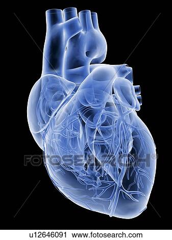 Heart with coronary vessels, artwork View Large Illustration Clip Art - Heart with coronary vessels, artwork. Fotosearch