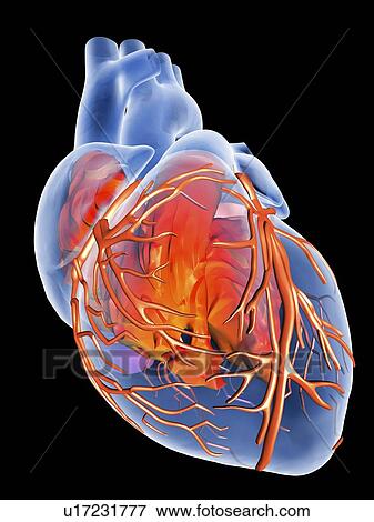 Stock Illustration - Heart with coronary vessels, artwork. Fotosearch