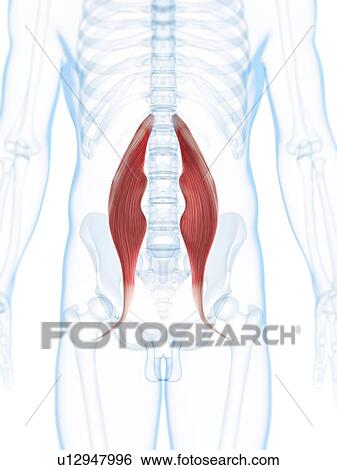 Stock Illustration - Hip muscles, artwork. Fotosearch