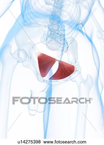 Stock Illustration - Hip muscles, artwork. Fotosearch