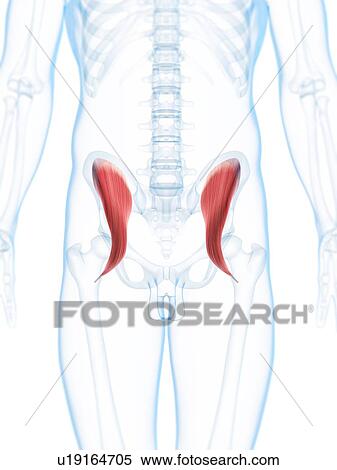 Stock Illustration - Hip muscles, artwork. Fotosearch