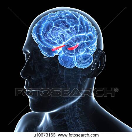 Hippocampus, artwork View Large Illustration Drawing - Hippocampus, artwork. Fotosearch