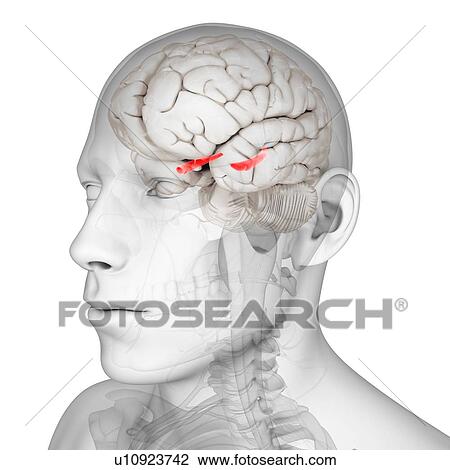 Hippocampus, artwork View Large Illustration Drawing - Hippocampus, artwork. Fotosearch