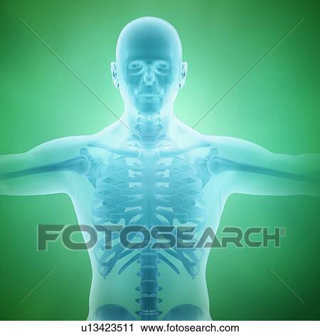 Human anatomy, artwork View Large Illustration Clip Art - Human anatomy, artwork. Fotosearch