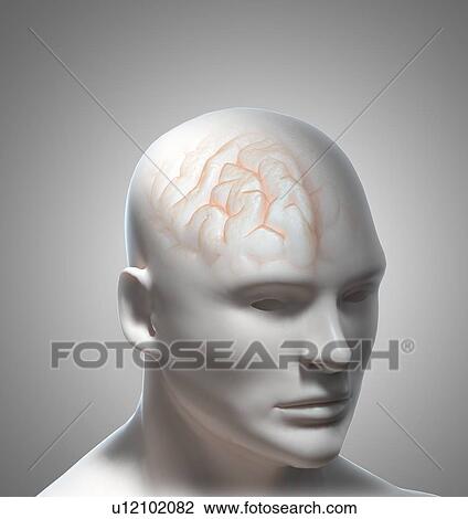 Human brain, artwork View Large Illustration Drawing - Human brain, artwork. Fotosearch