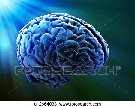 Drawing - Human brain, artwork. Fotosearch