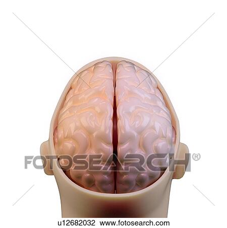 Human brain, artwork View Large Illustration Drawing - Human brain, artwork. Fotosearch