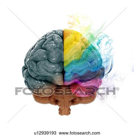 Drawing - Human brain, artwork. Fotosearch