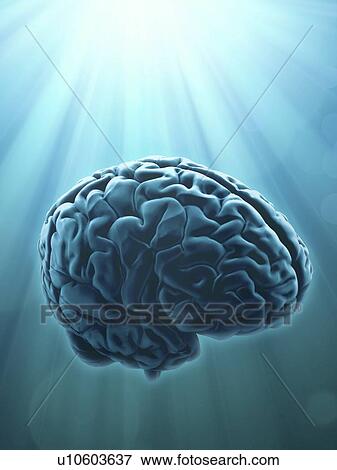 Human brain, artwork View Large Illustration Stock Illustration - Human brain, artwork. Fotosearch