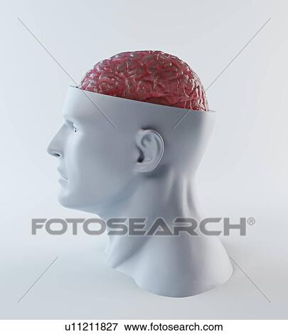 Stock Illustration - Human brain, artwork. Fotosearch