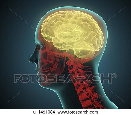 Stock Illustration - Human brain, artwork. Fotosearch