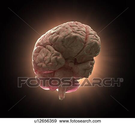 Stock Illustration - Human brain, artwork. Fotosearch