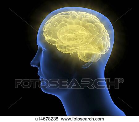 Human brain, artwork View Large Illustration Stock Illustration - Human brain, artwork. Fotosearch
