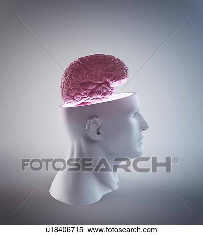Stock Illustration - Human brain, artwork. Fotosearch