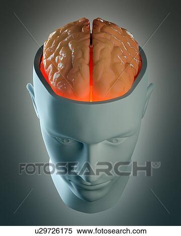 Human brain, artwork View Large Illustration Stock Illustration - Human brain, artwork. Fotosearch