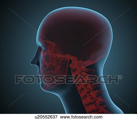 Human head, artwork View Large Illustration Stock Illustration - Human head, artwork. Fotosearch