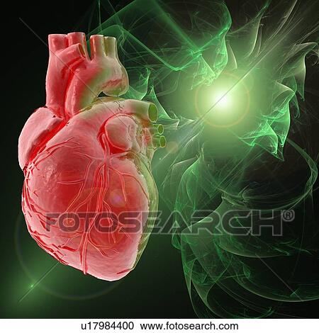 Clipart - Human heart, artwork. Fotosearch