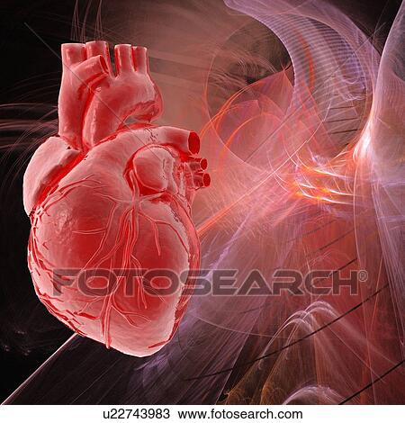 Human heart, artwork View Large Illustration Drawing - Human heart, artwork. Fotosearch
