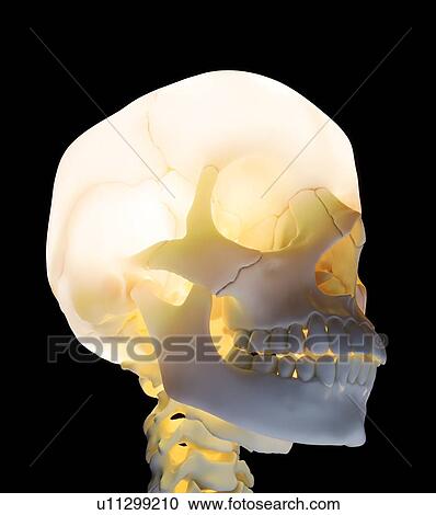Clipart - Human skull, artwork. Fotosearch