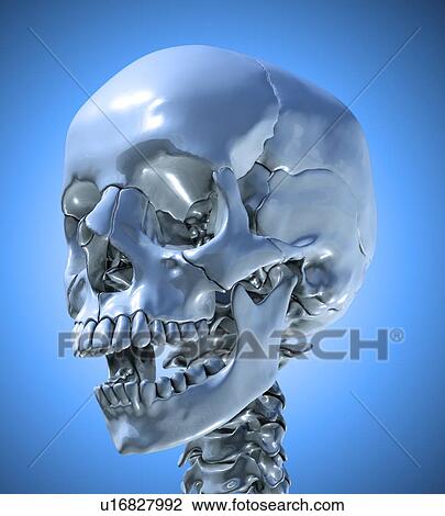 Human skull, artwork View Large Illustration Drawing - Human skull, artwork. Fotosearch