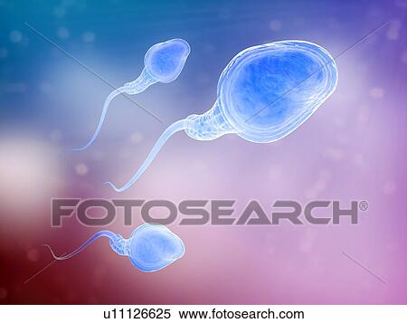 Human sperm cells, artwork View Large Illustration Stock Illustration - Human sperm cells, artwork. Fotosearch