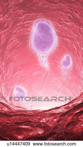 Human sperm cells, artwork View Large Illustration Stock Illustration - Human sperm cells, artwork. Fotosearch