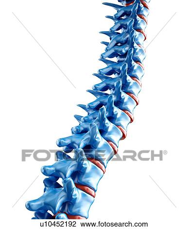 Drawing - Human spine, artwork. Fotosearch