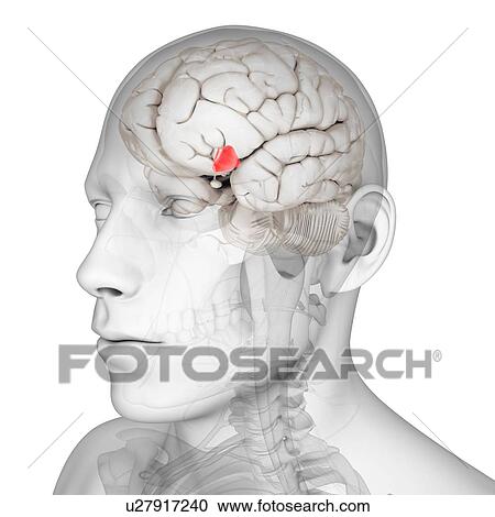 Hypothalamus, artwork View Large Illustration Clipart - Hypothalamus, artwork. Fotosearch
