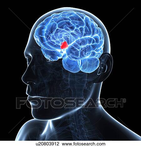 Hypothalamus, artwork View Large Illustration Drawing - Hypothalamus, artwork. Fotosearch
