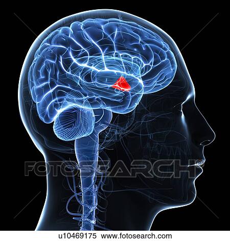 Hypothalamus, artwork View Large Illustration Stock Illustration - Hypothalamus, artwork. Fotosearch