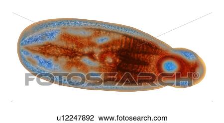Drawing - Immature fluke, light micrograph. Fotosearch